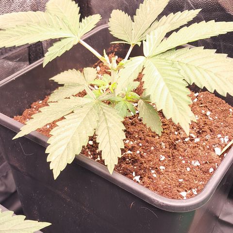 1° Cultivo 2025 / Gelato 33, Ak47, Sweet Love  growlog timeline photo