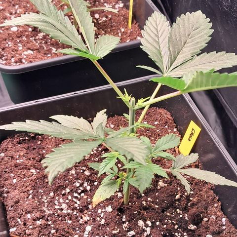 1° Cultivo 2025 / Gelato 33, Ak47, Sweet Love  growlog timeline photo