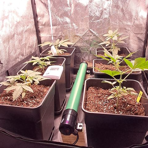 1° Cultivo 2025 / Gelato 33, Ak47, Sweet Love  growlog timeline photo