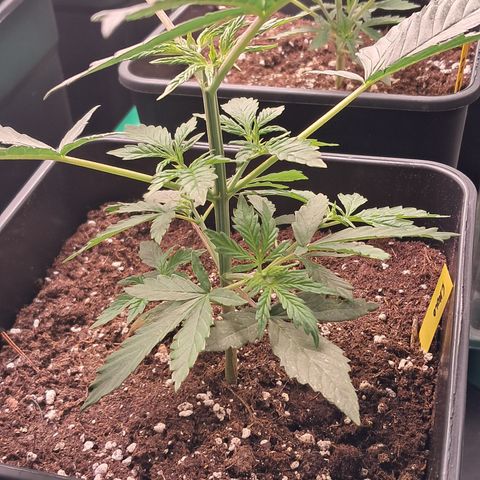 1° Cultivo 2025 / Gelato 33, Ak47, Sweet Love  growlog timeline photo