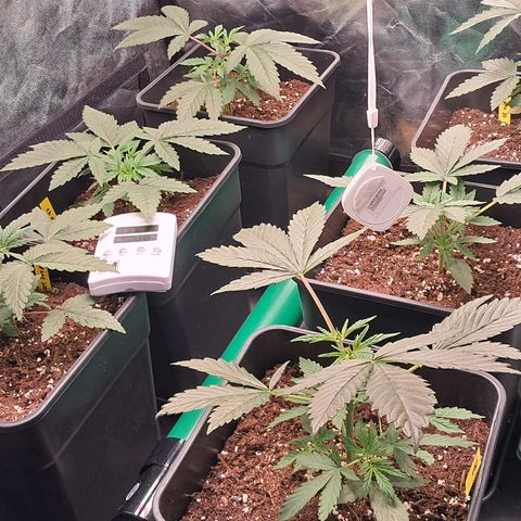 1° Cultivo 2025 / Gelato 33, Ak47, Sweet Love  growlog timeline photo