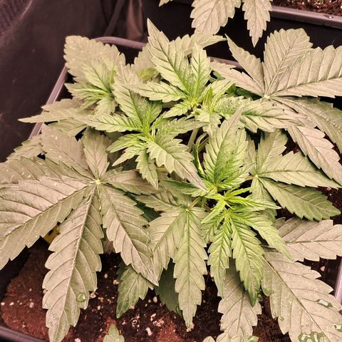 1° Cultivo 2025 / Gelato 33, Ak47, Sweet Love  growlog timeline photo