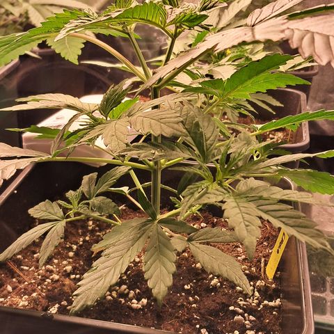 1° Cultivo 2025 / Gelato 33, Ak47, Sweet Love  growlog timeline photo