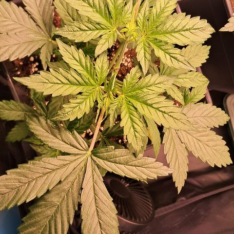 1° Cultivo 2025 / Gelato 33, Ak47, Sweet Love  growlog timeline photo