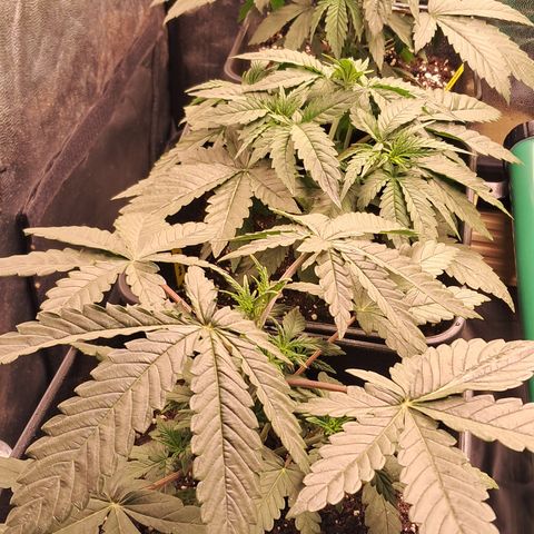 1° Cultivo 2025 / Gelato 33, Ak47, Sweet Love  growlog timeline photo