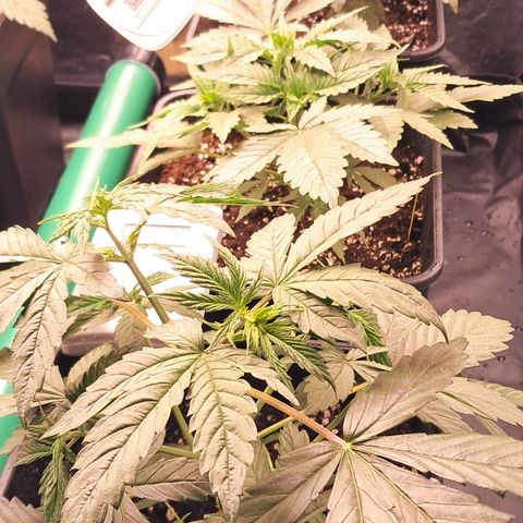 1° Cultivo 2025 / Gelato 33, Ak47, Sweet Love  growlog timeline photo