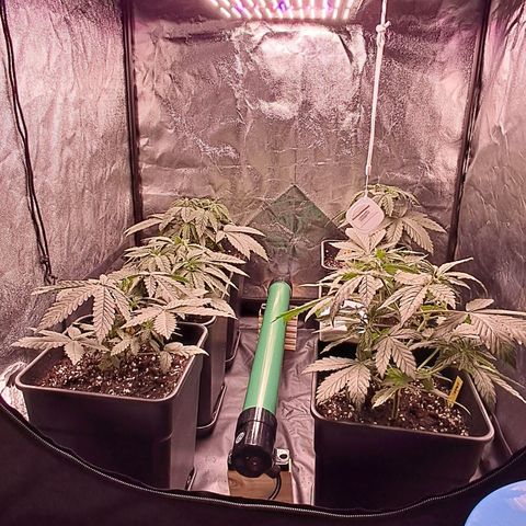 1° Cultivo 2025 / Gelato 33, Ak47, Sweet Love  growlog timeline photo