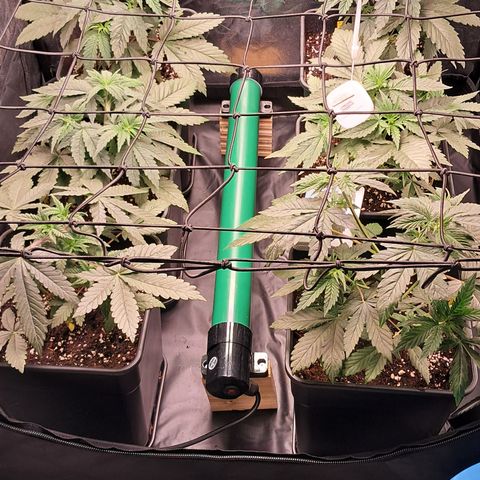 1° Cultivo 2025 / Gelato 33, Ak47, Sweet Love  growlog timeline photo