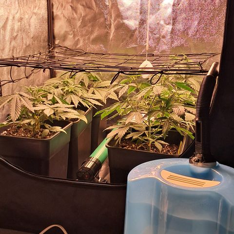 1° Cultivo 2025 / Gelato 33, Ak47, Sweet Love  growlog timeline photo