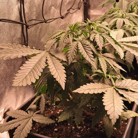 1° Cultivo 2025 / Gelato 33, Ak47, Sweet Love  growlog timeline photo