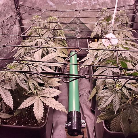 1° Cultivo 2025 / Gelato 33, Ak47, Sweet Love  growlog timeline photo