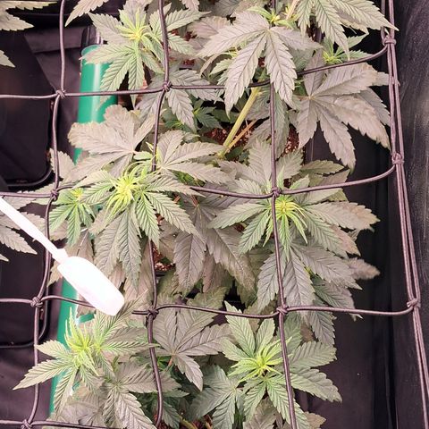 1° Cultivo 2025 / Gelato 33, Ak47, Sweet Love  growlog timeline photo