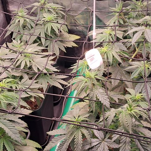 1° Cultivo 2025 / Gelato 33, Ak47, Sweet Love  growlog timeline photo