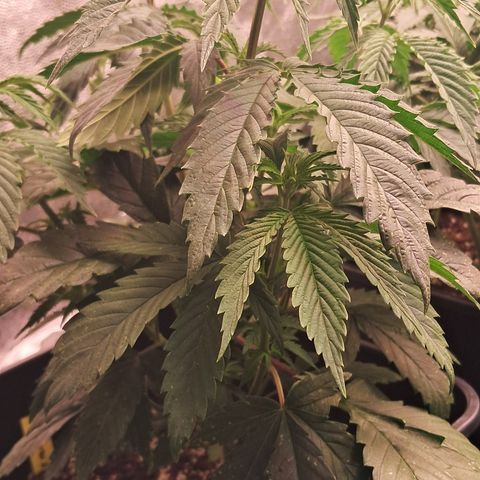 1° Cultivo 2025 / Gelato 33, Ak47, Sweet Love  growlog timeline photo