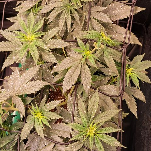 1° Cultivo 2025 / Gelato 33, Ak47, Sweet Love  growlog timeline photo