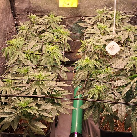1° Cultivo 2025 / Gelato 33, Ak47, Sweet Love  growlog timeline photo