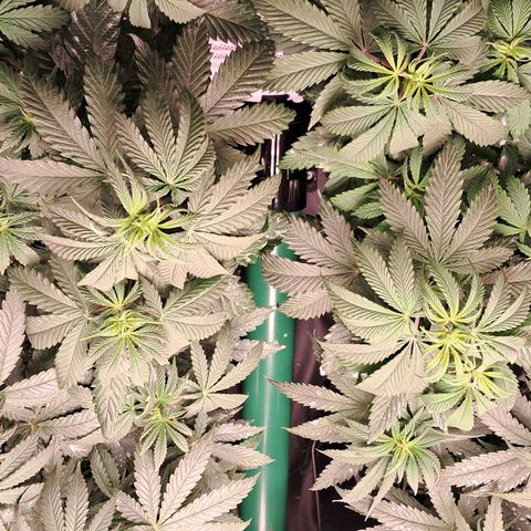 1° Cultivo 2025 / Gelato 33, Ak47, Sweet Love  growlog timeline photo