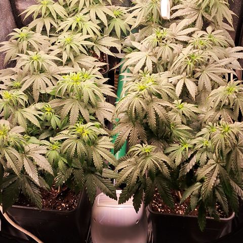 1° Cultivo 2025 / Gelato 33, Ak47, Sweet Love  growlog timeline photo