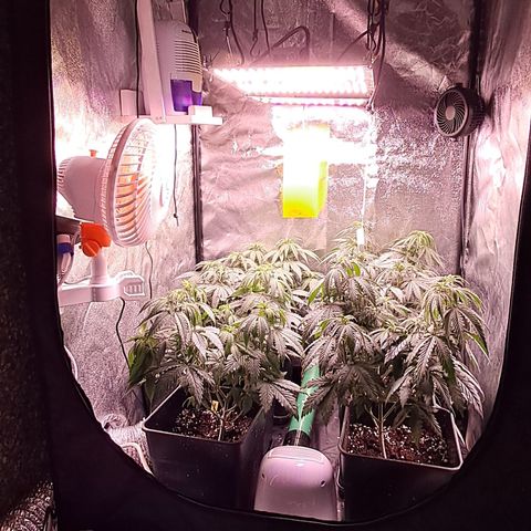 1° Cultivo 2025 / Gelato 33, Ak47, Sweet Love  growlog timeline photo
