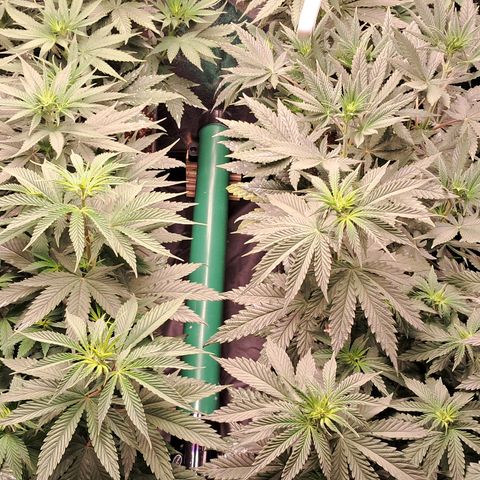 1° Cultivo 2025 / Gelato 33, Ak47, Sweet Love  growlog timeline photo