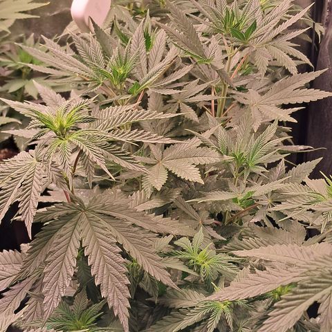 1° Cultivo 2025 / Gelato 33, Ak47, Sweet Love  growlog timeline photo