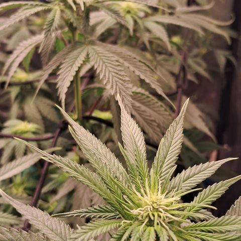 1° Cultivo 2025 / Gelato 33, Ak47, Sweet Love  growlog timeline photo