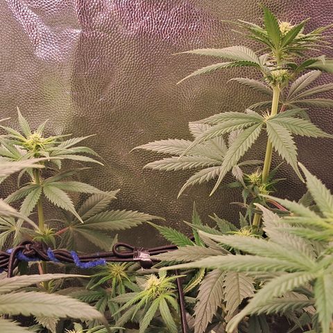 1° Cultivo 2025 / Gelato 33, Ak47, Sweet Love  growlog timeline photo