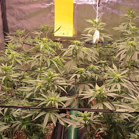 1° Cultivo 2025 / Gelato 33, Ak47, Sweet Love  growlog timeline photo