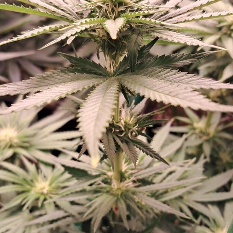 1° Cultivo 2025 / Gelato 33, Ak47, Sweet Love  growlog timeline photo