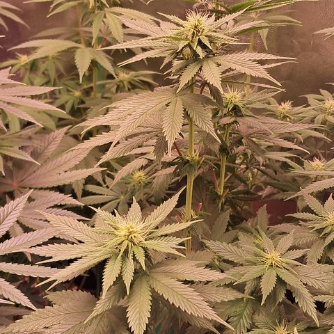 1° Cultivo 2025 / Gelato 33, Ak47, Sweet Love  growlog timeline photo