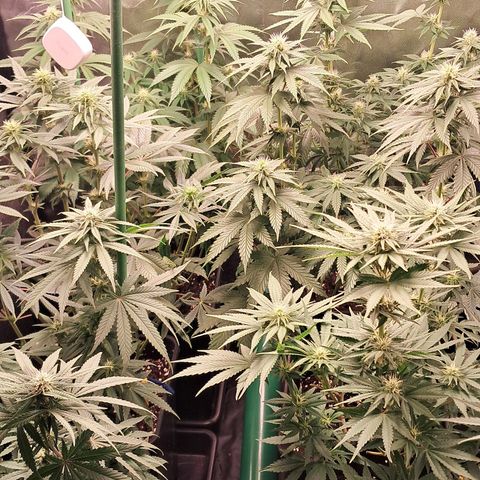 1° Cultivo 2025 / Gelato 33, Ak47, Sweet Love  growlog timeline photo