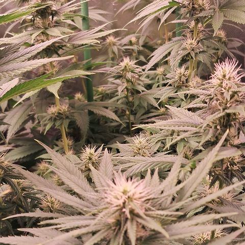 1° Cultivo 2025 / Gelato 33, Ak47, Sweet Love  growlog timeline photo