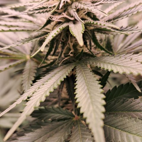 1° Cultivo 2025 / Gelato 33, Ak47, Sweet Love  growlog timeline photo