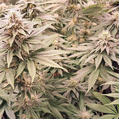 1° Cultivo 2025 / Gelato 33, Ak47, Sweet Love  growlog timeline photo