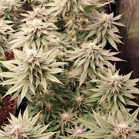 1° Cultivo 2025 / Gelato 33, Ak47, Sweet Love  growlog timeline photo