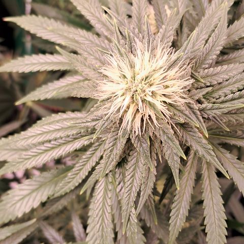 1° Cultivo 2025 / Gelato 33, Ak47, Sweet Love  growlog timeline photo