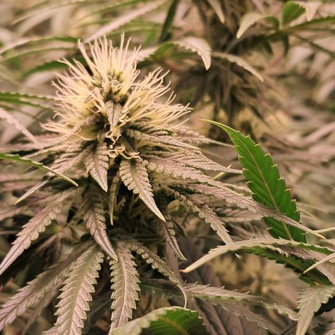 1° Cultivo 2025 / Gelato 33, Ak47, Sweet Love  growlog timeline photo