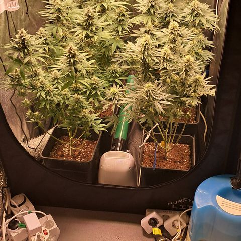 1° Cultivo 2025 / Gelato 33, Ak47, Sweet Love  growlog timeline photo