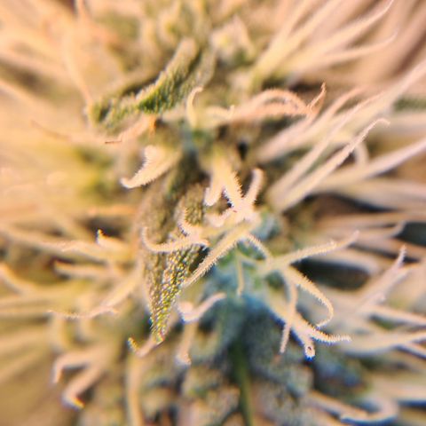 1° Cultivo 2025 / Gelato 33, Ak47, Sweet Love  growlog timeline photo