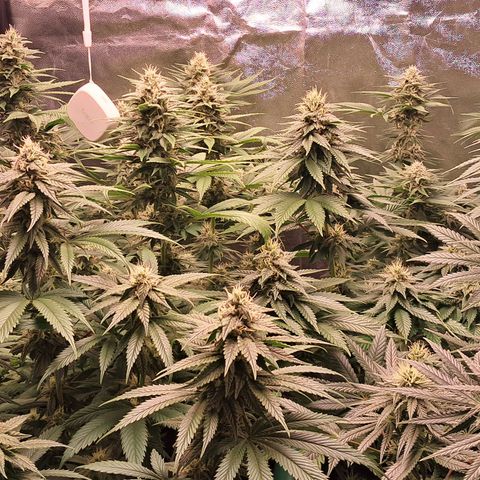 1° Cultivo 2025 / Gelato 33, Ak47, Sweet Love  growlog timeline photo