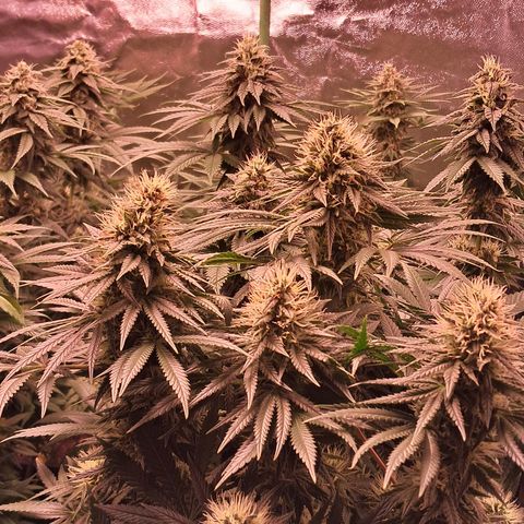 1° Cultivo 2025 / Gelato 33, Ak47, Sweet Love  growlog timeline photo