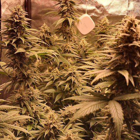 1° Cultivo 2025 / Gelato 33, Ak47, Sweet Love  growlog timeline photo