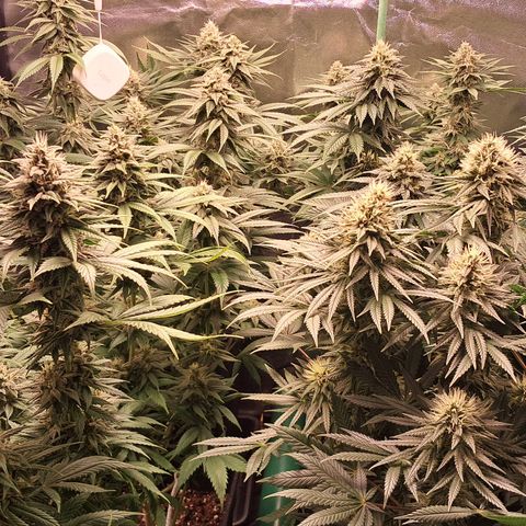 1° Cultivo 2025 / Gelato 33, Ak47, Sweet Love  growlog timeline photo