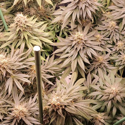1° Cultivo 2025 / Gelato 33, Ak47, Sweet Love  growlog timeline photo