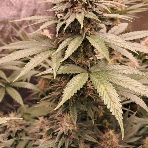 1° Cultivo 2025 / Gelato 33, Ak47, Sweet Love  growlog timeline photo