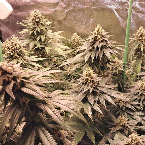 1° Cultivo 2025 / Gelato 33, Ak47, Sweet Love  growlog timeline photo