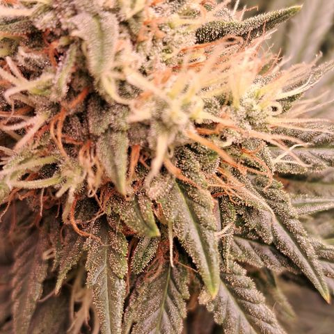 1° Cultivo 2025 / Gelato 33, Ak47, Sweet Love  growlog timeline photo