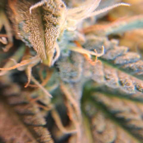 1° Cultivo 2025 / Gelato 33, Ak47, Sweet Love  growlog timeline photo