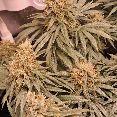 1° Cultivo 2025 / Gelato 33, Ak47, Sweet Love  growlog timeline photo