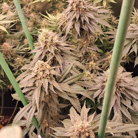 1° Cultivo 2025 / Gelato 33, Ak47, Sweet Love  growlog timeline photo
